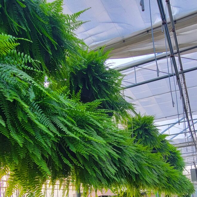 Ferns