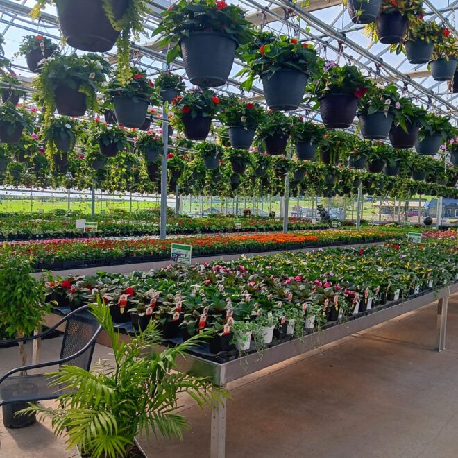 Greenhouse (5)