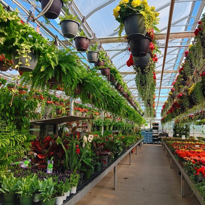 Greenhouse (8)