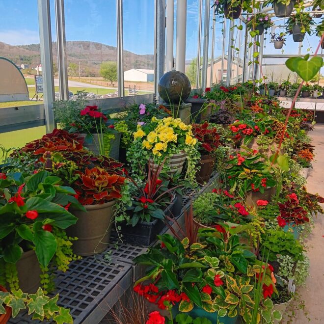 Planters