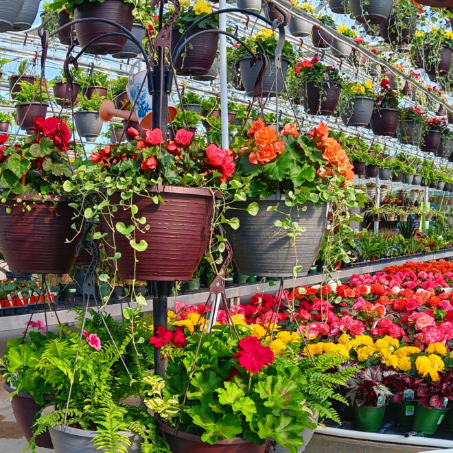 Hanging-Baskets
