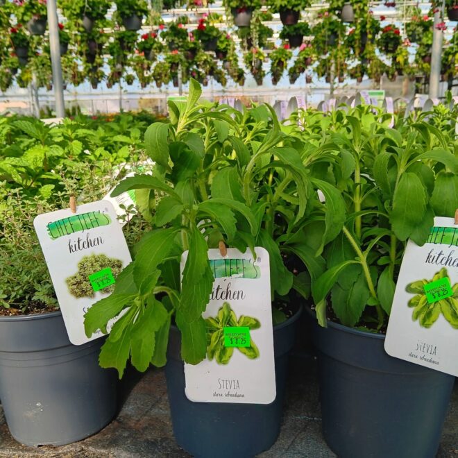 Herbs (5)