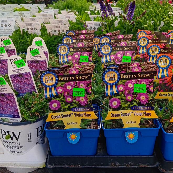 Perennials (12)