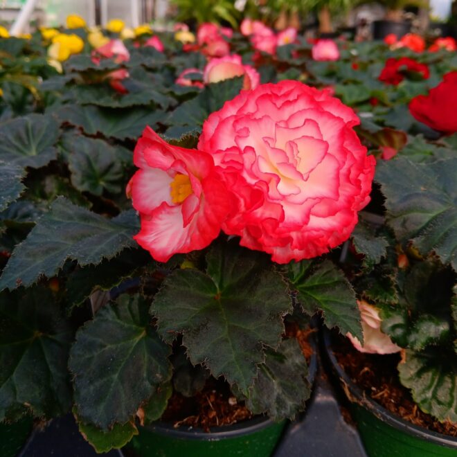 begonia (4)