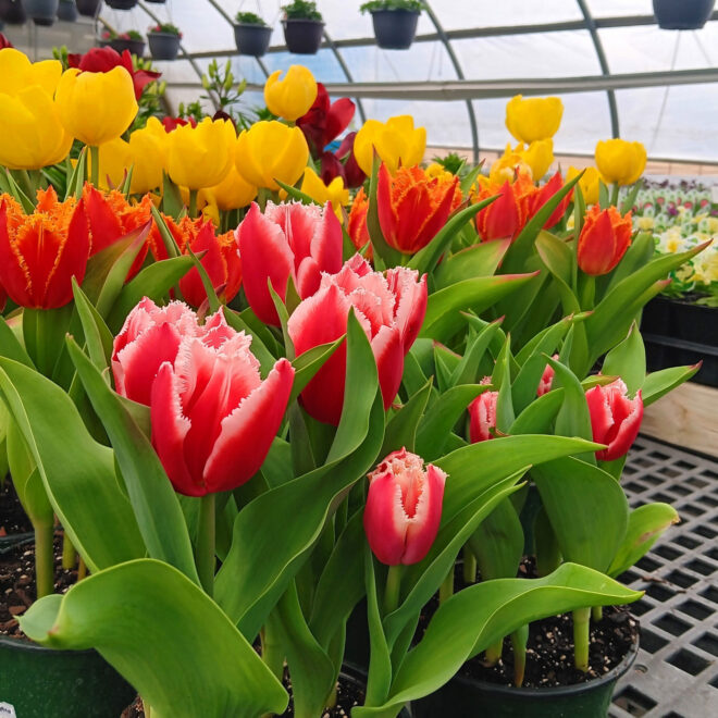 easter-flowers-(2)