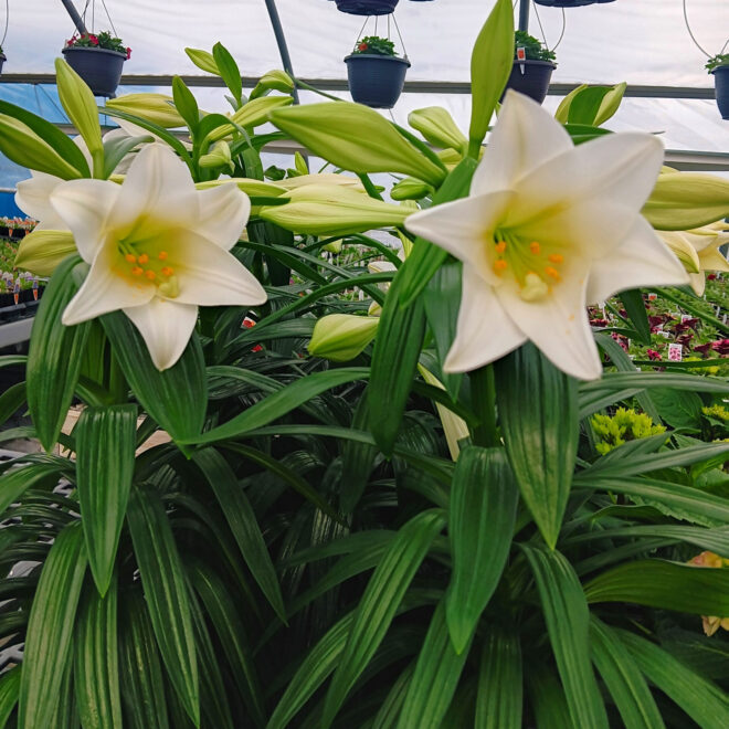easter-flowers-(3)