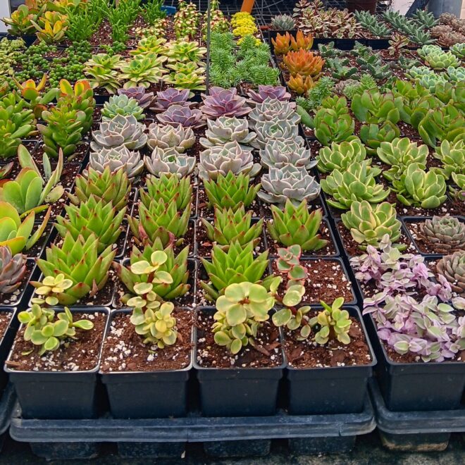 succulents