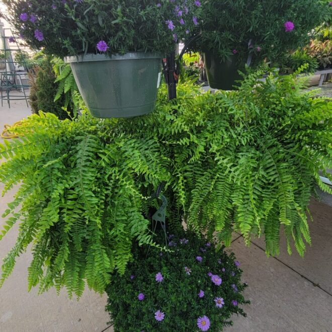 Fall Ferns Kale-1