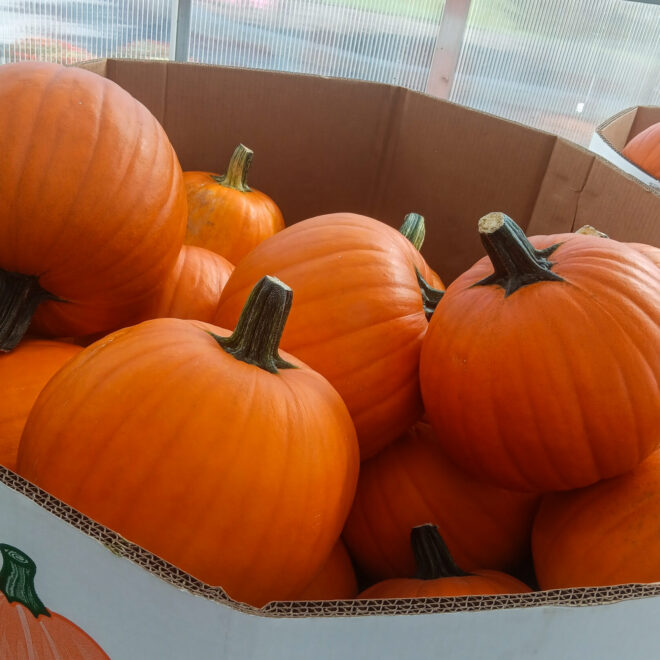Pumpkins 3-2